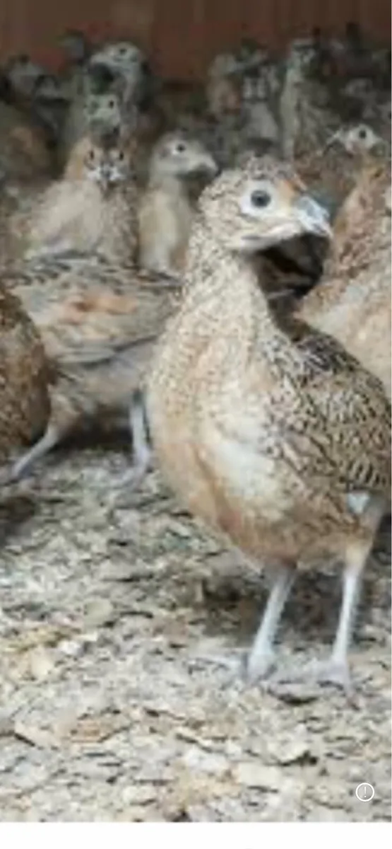 Pheasant poults