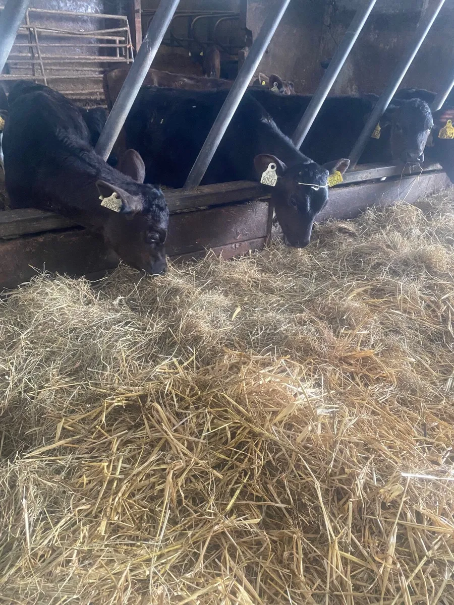 Grass calves - Image 4