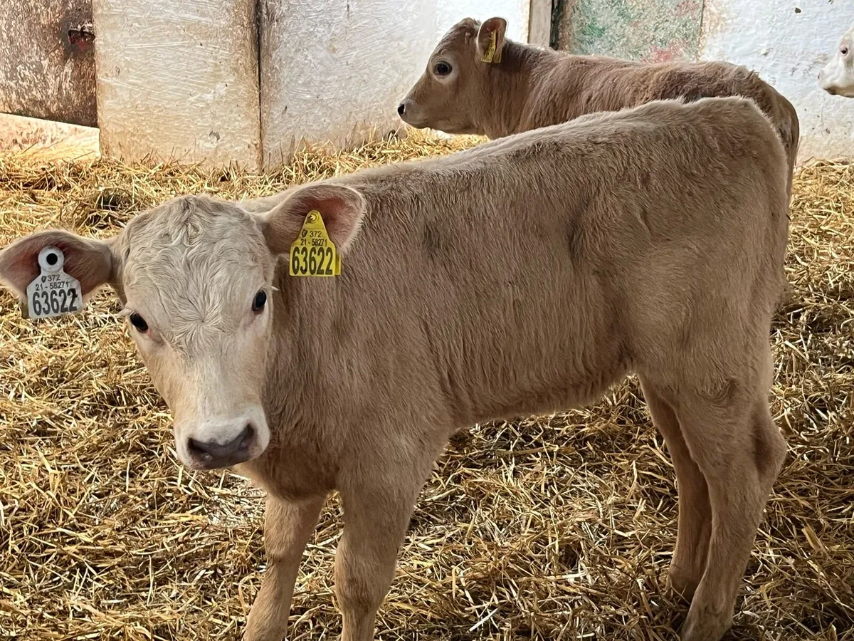 Charolais Calves - Image 1