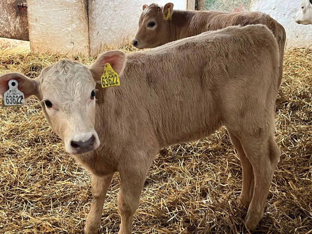 Charolais Calves - Image 3