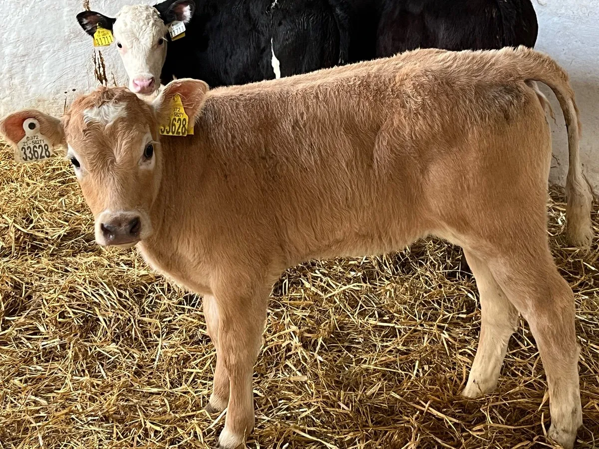 Charolais Calves - Image 4