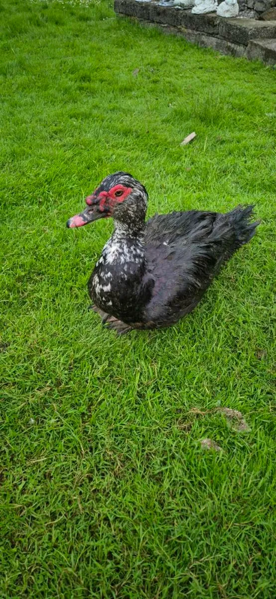 Muscovy Duck ans drakes - Image 1