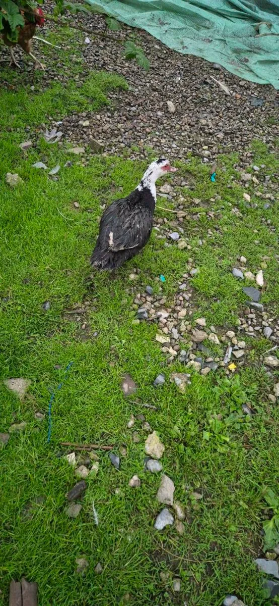 Muscovy Duck ans drakes - Image 2