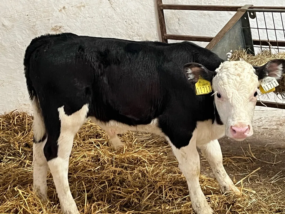 Calves For Sale - Image 1