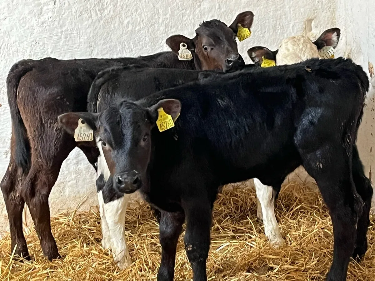 Calves For Sale - Image 2