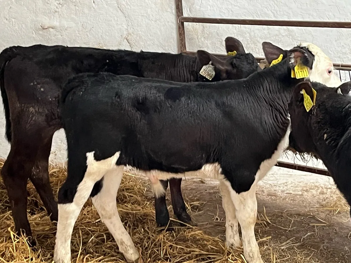 Calves For Sale - Image 3