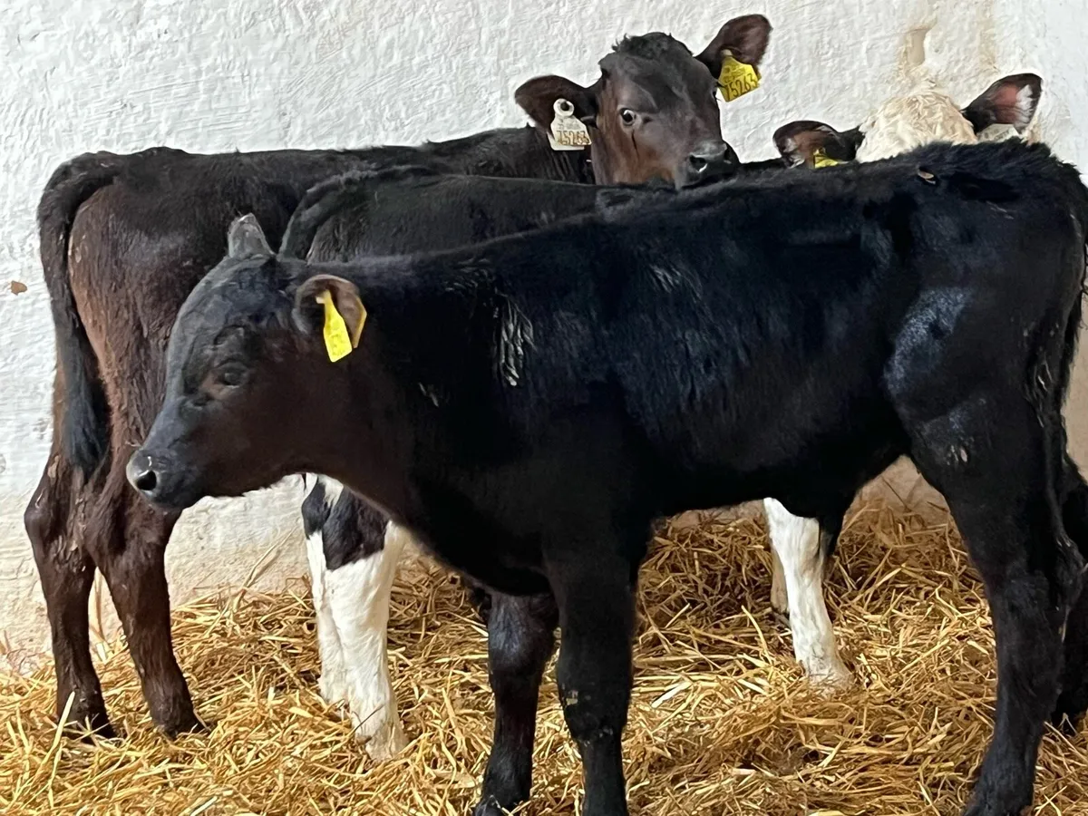 Calves For Sale - Image 4