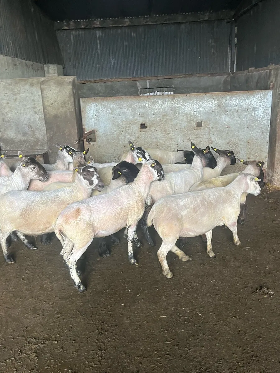 15 smashing breeding ewes - Image 1