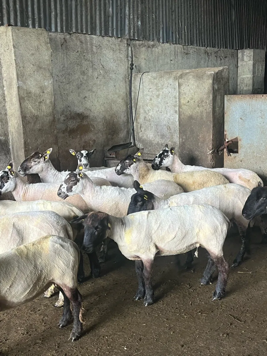 15 smashing breeding ewes - Image 2
