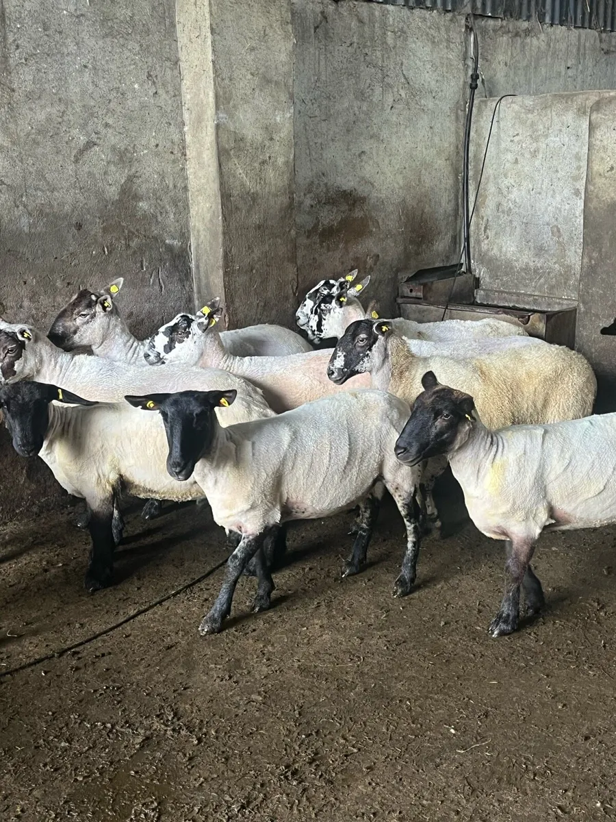 15 smashing breeding ewes - Image 3