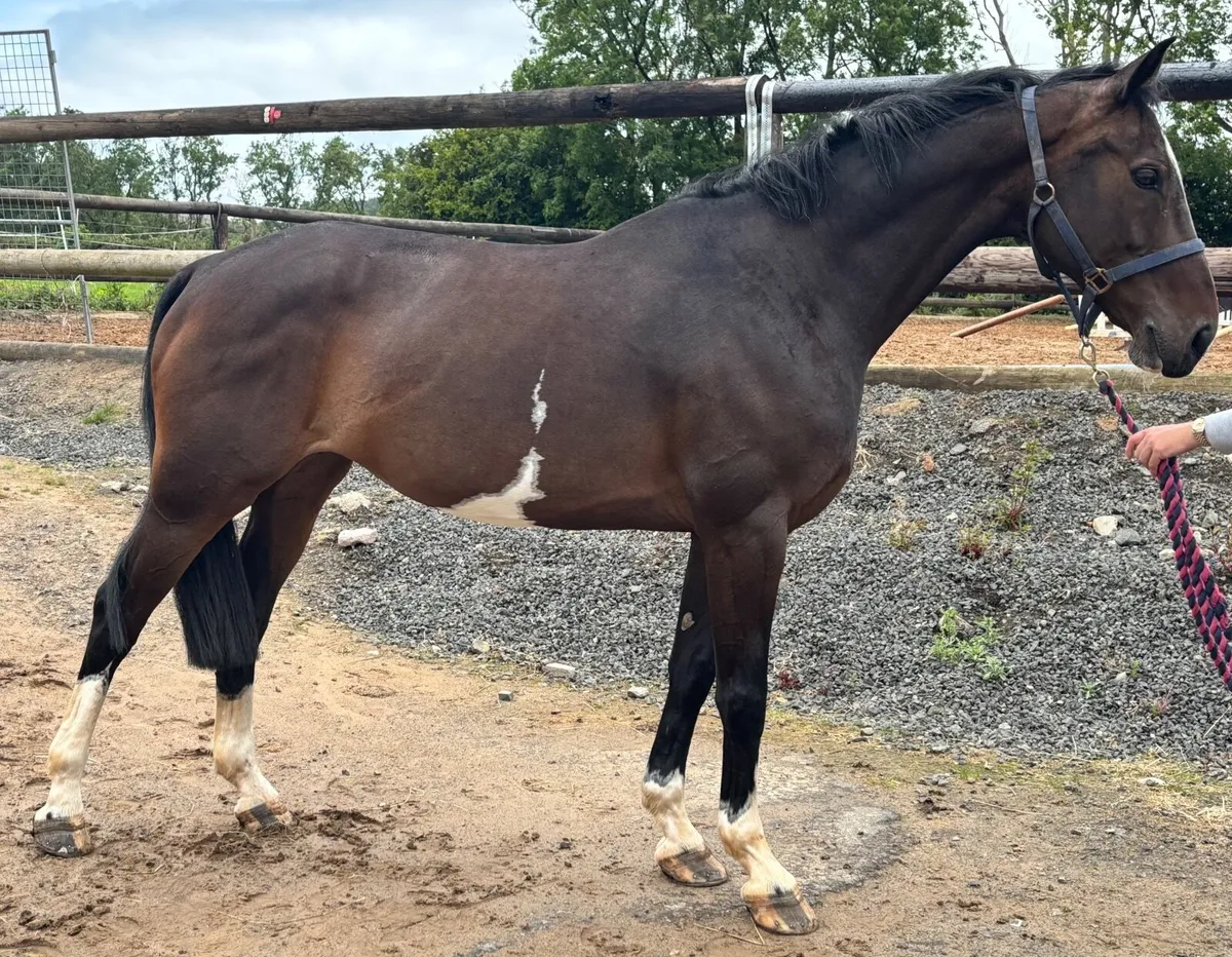 16,1 All Rounder - Image 1