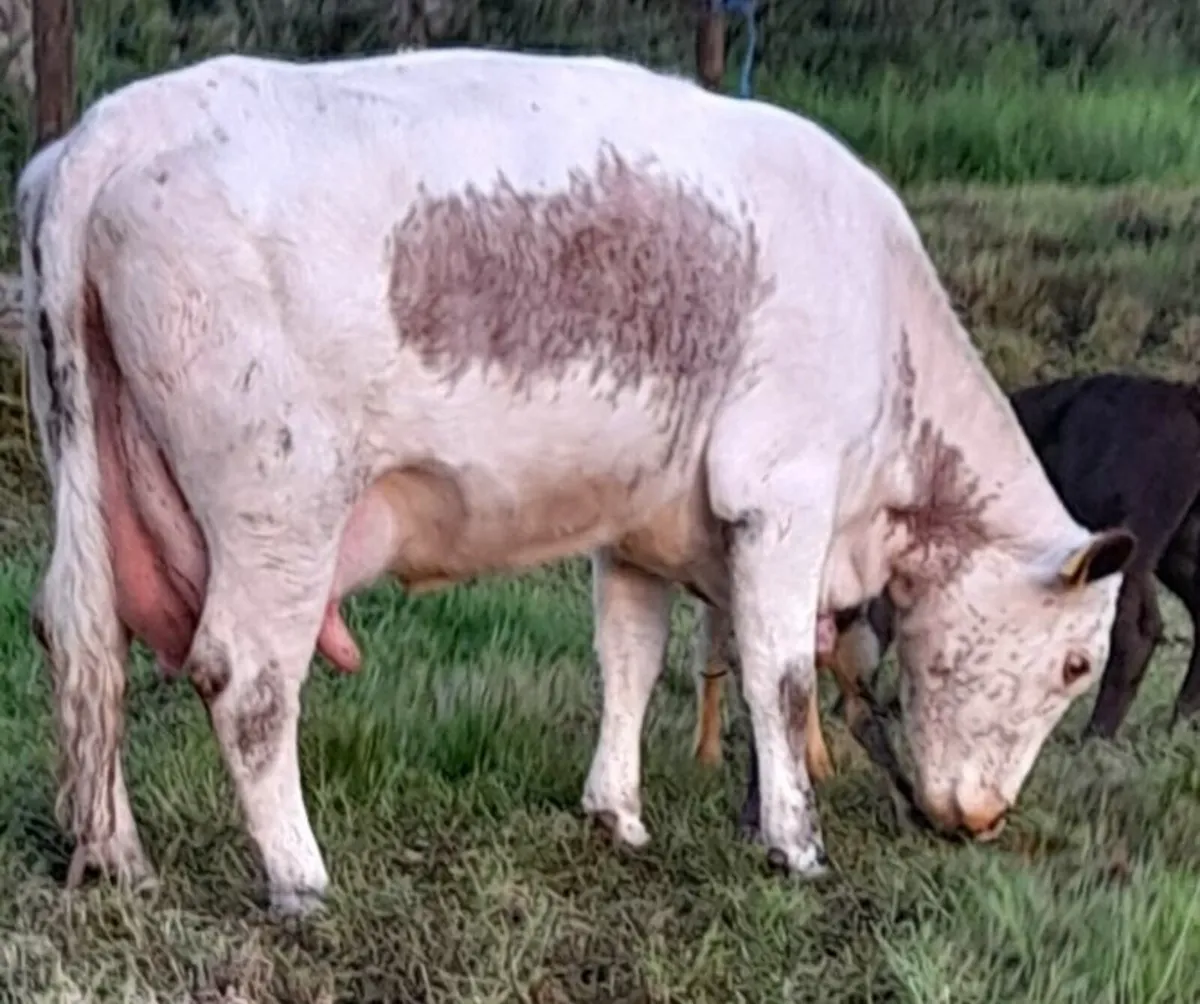 PBR Irish moiled cow - Image 1
