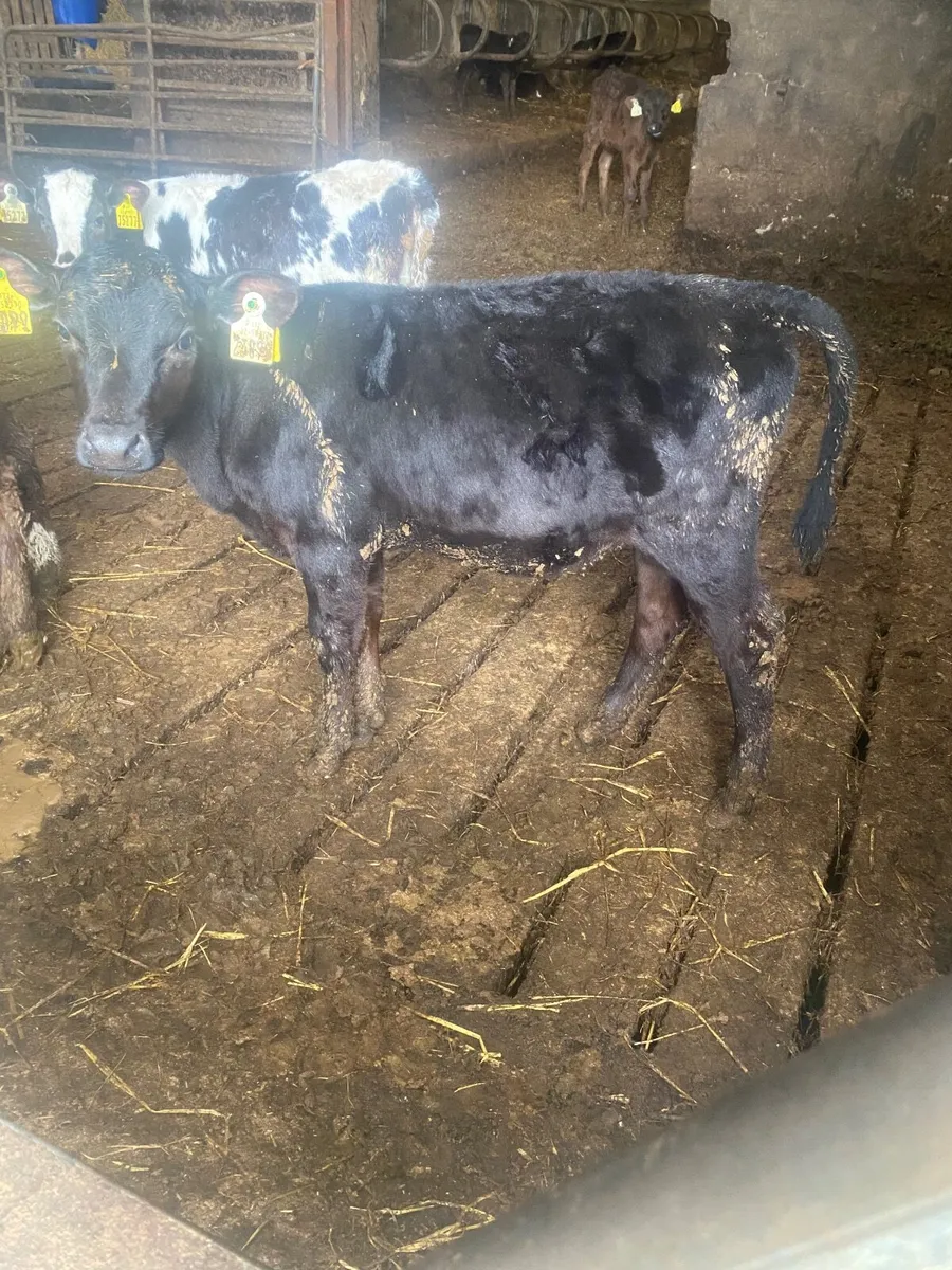 Grass calves - Image 2