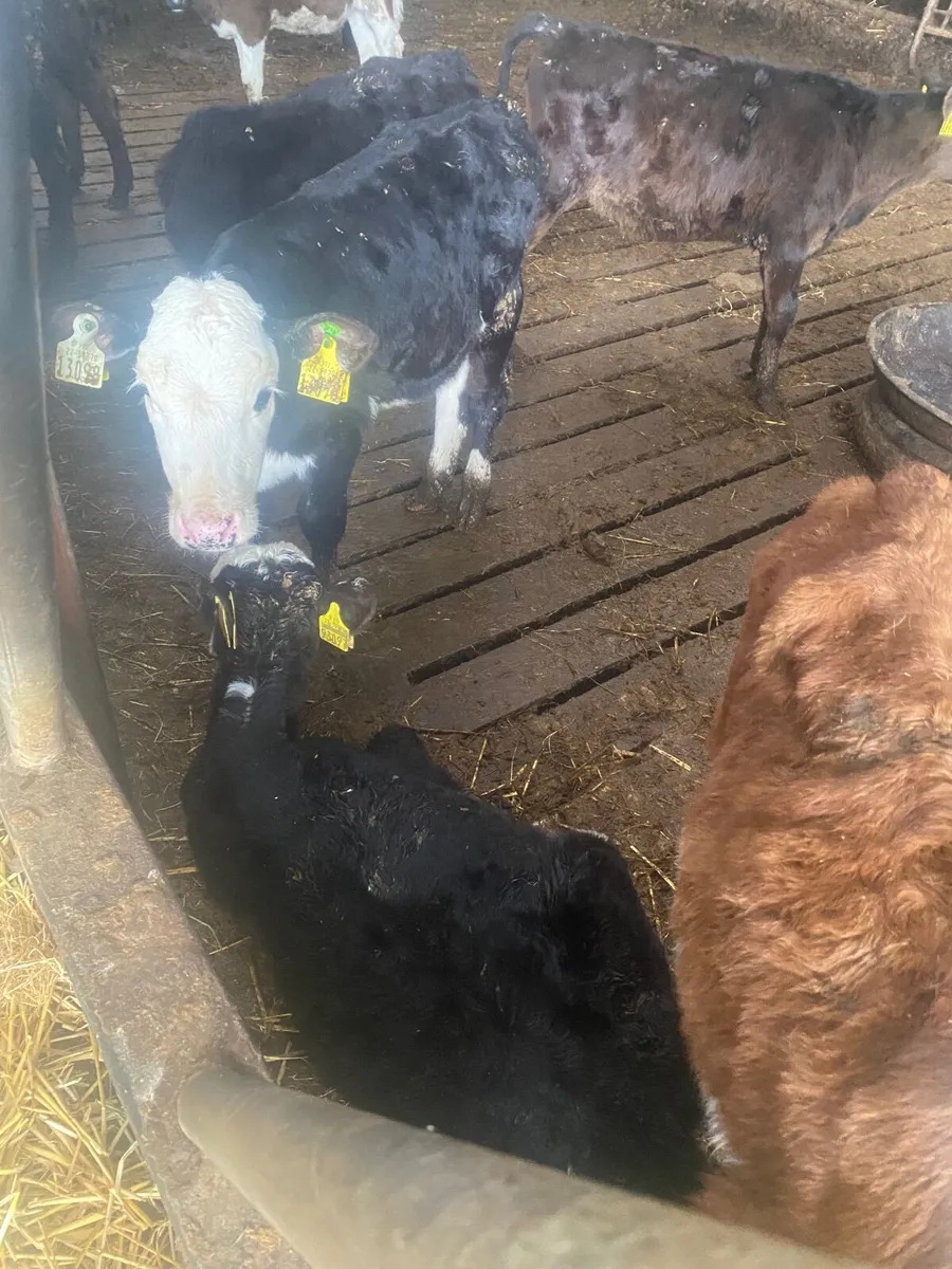 Grass calves - Image 3