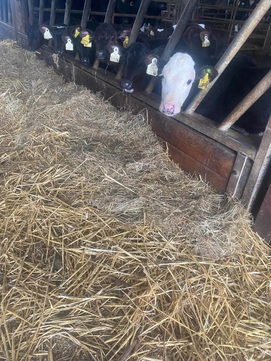 Grass calves - Image 1