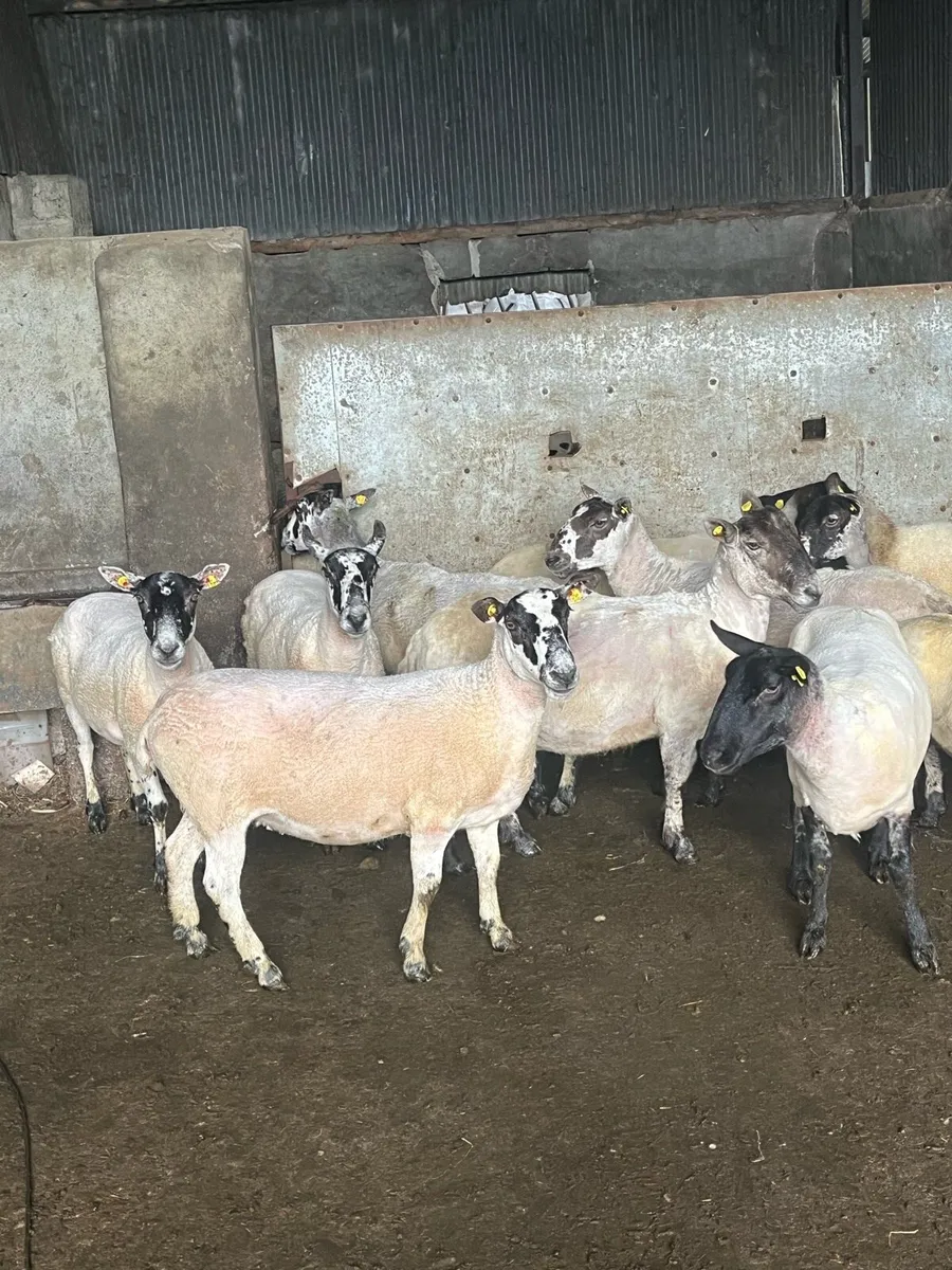 15 smashing breeding ewes - Image 4