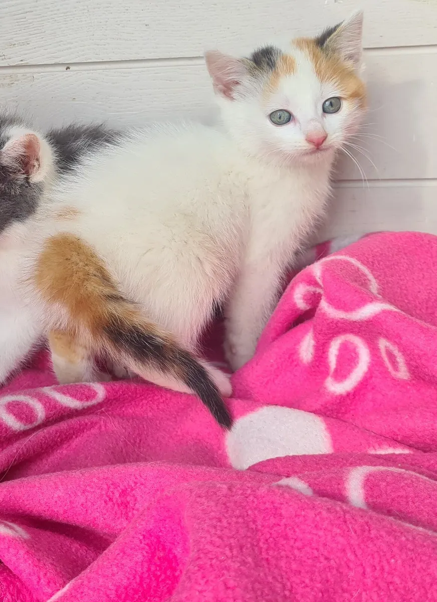 Kitten - Image 1