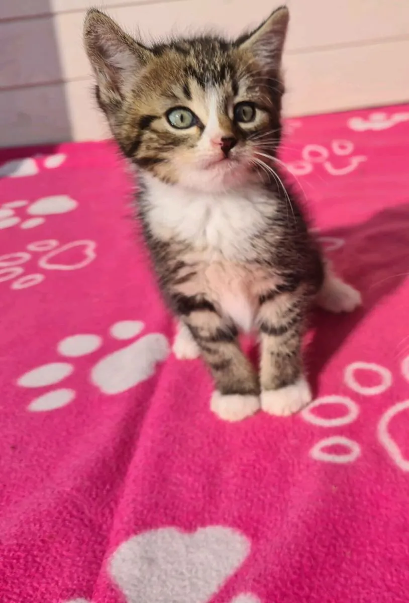 Kitten - Image 2