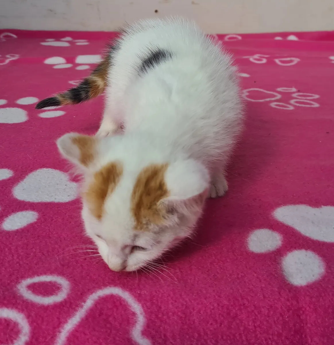 Kitten - Image 3