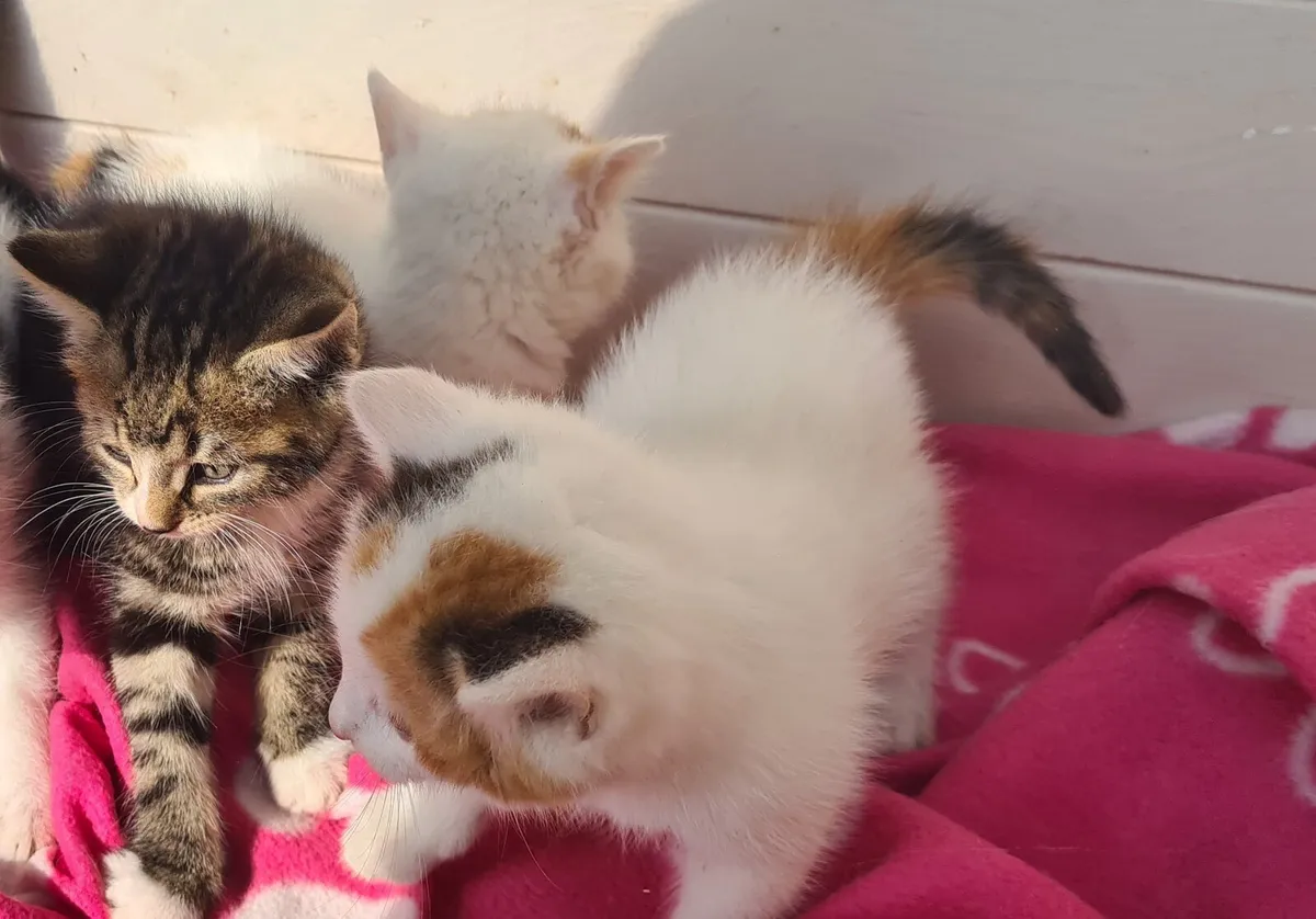 Kitten - Image 4