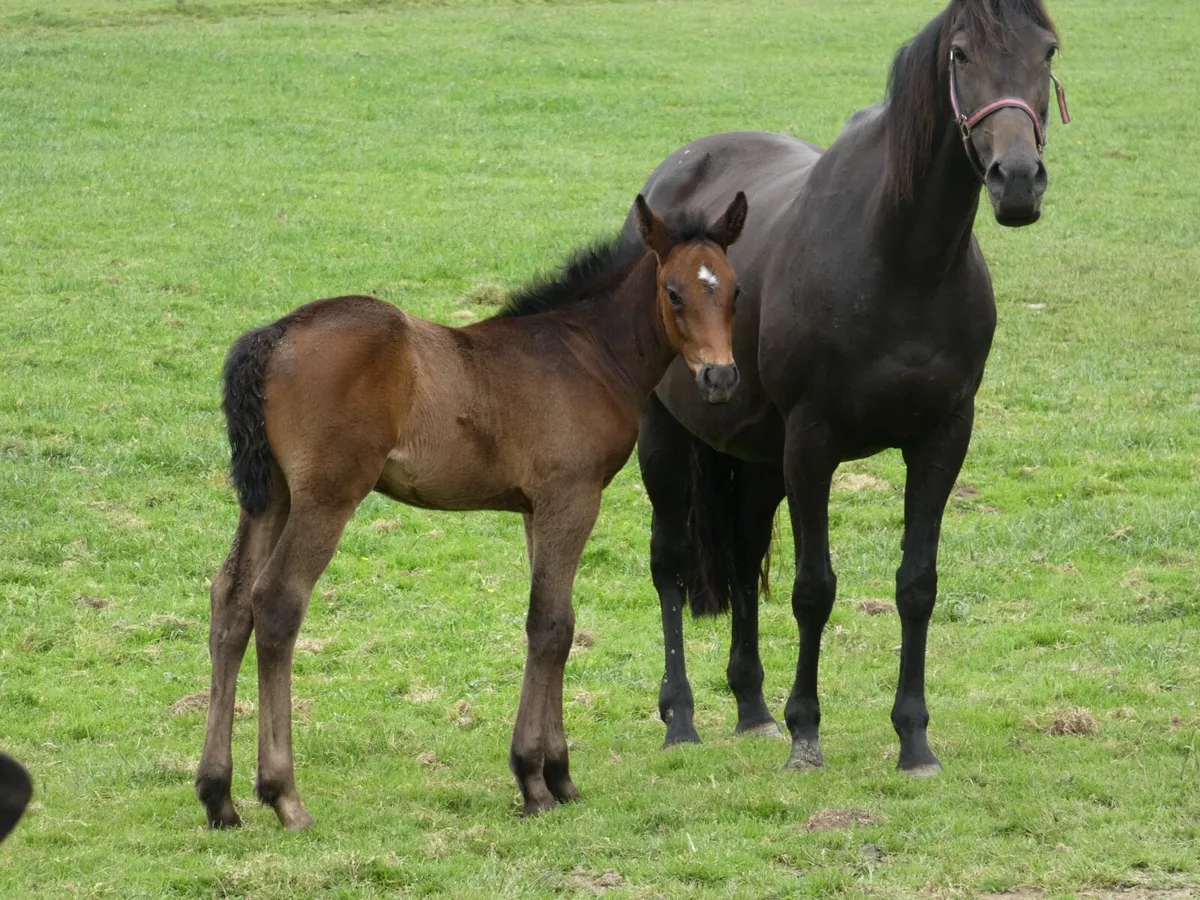 Jetaway mare with Clogheen Captain Jack foal - Image 1