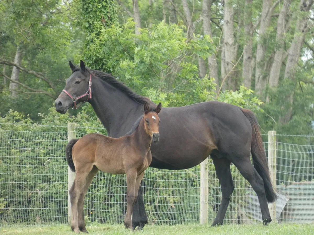 Jetaway mare with Clogheen Captain Jack foal - Image 2
