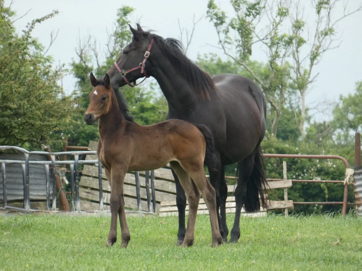 Jetaway mare with Clogheen Captain Jack foal - Image 3