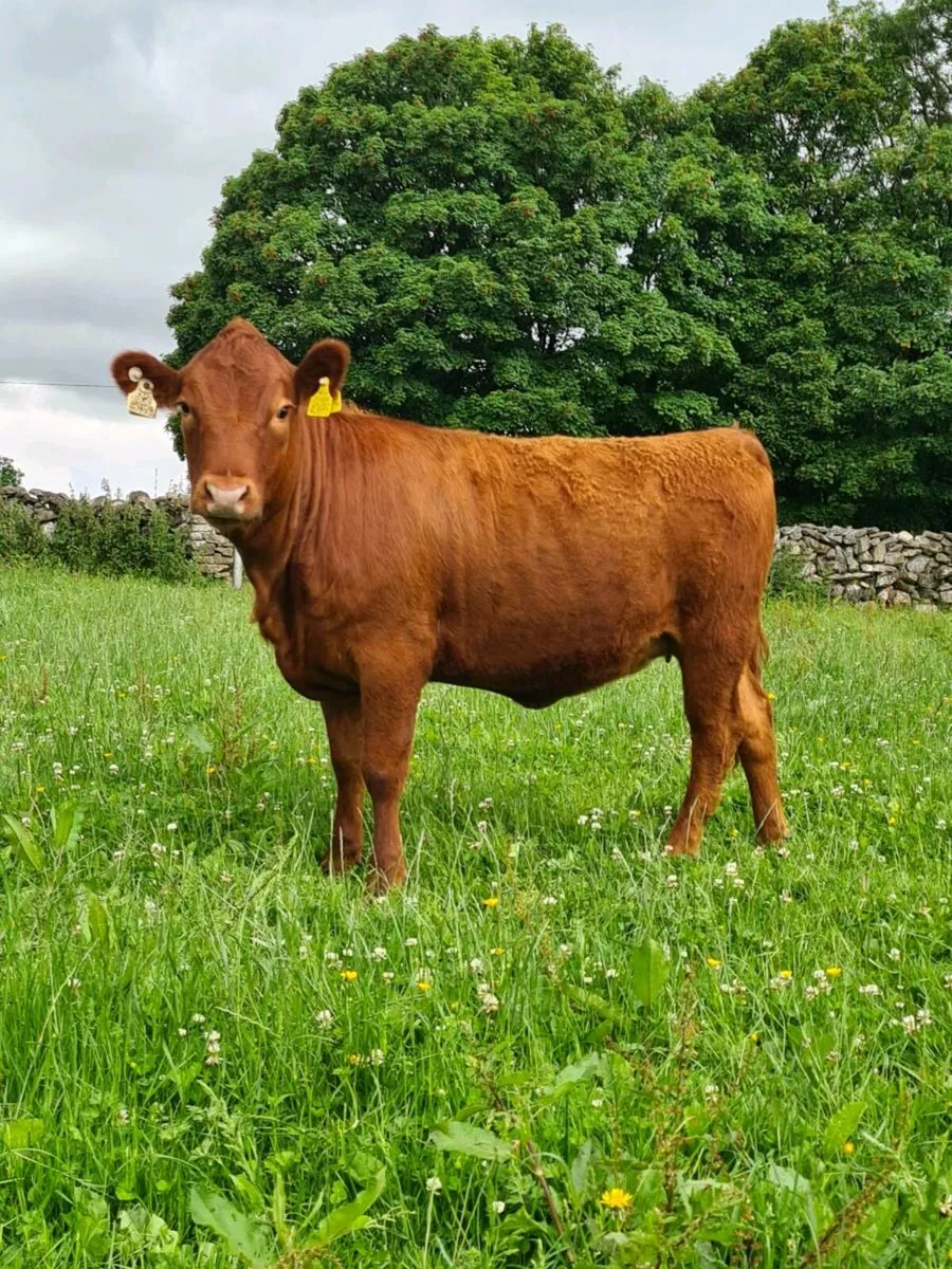 Dexter Cattle - Image 1