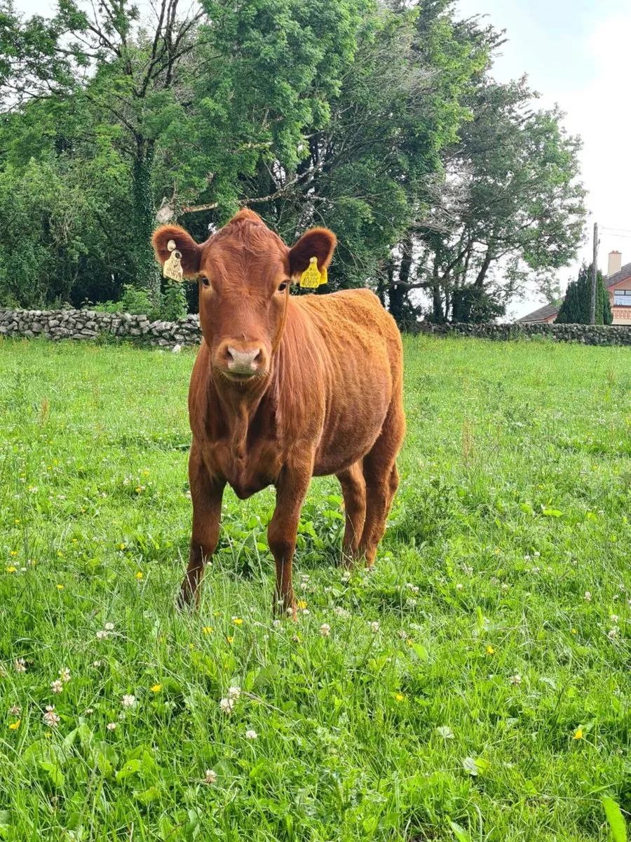 Dexter Cattle - Image 2