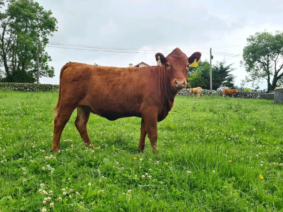 Dexter Cattle - Image 3