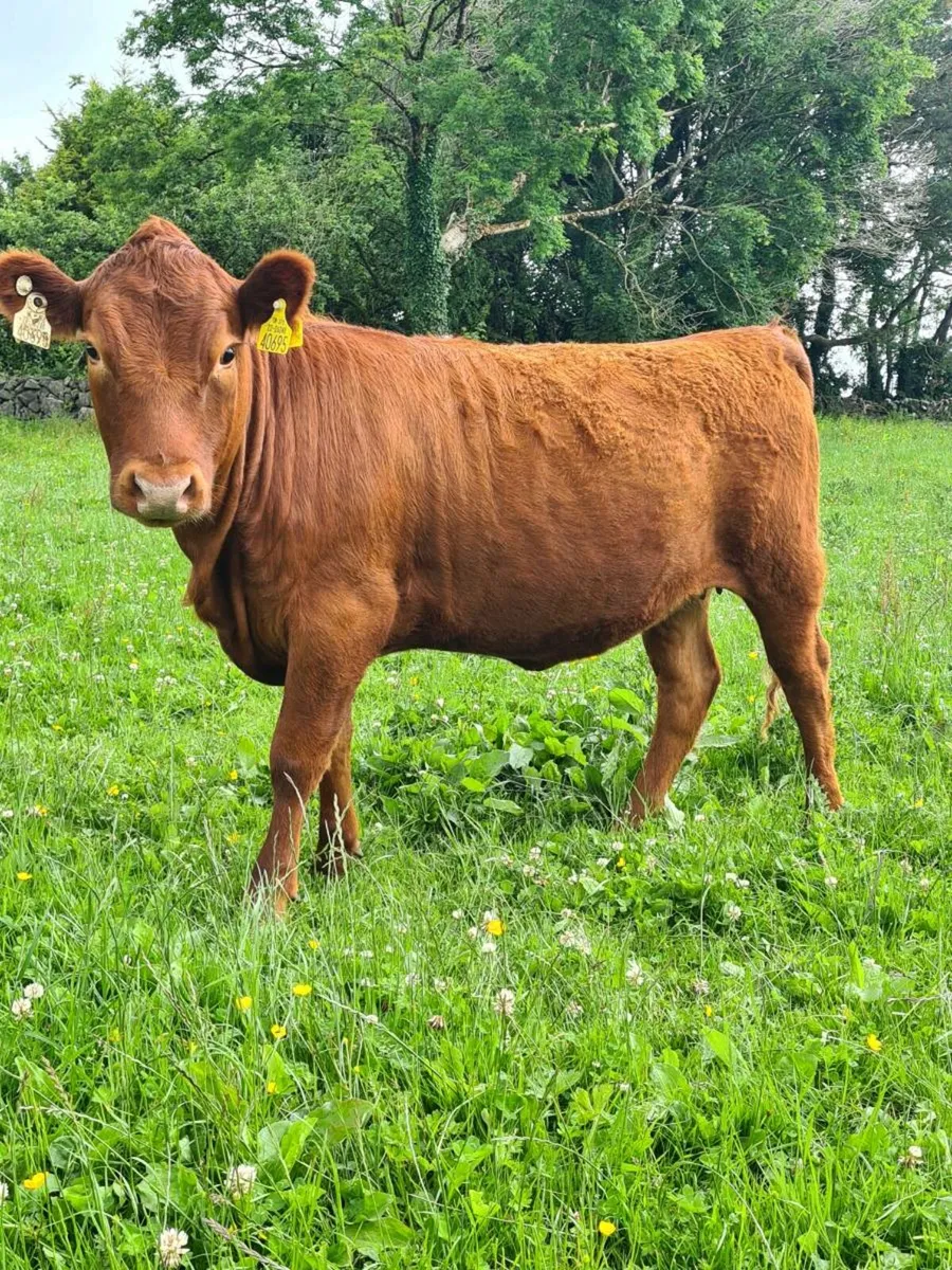 Dexter Cattle - Image 4