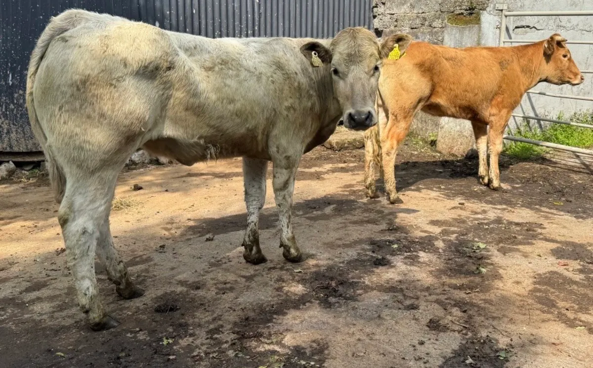 ⭐️2 Super Charlois Heifers⭐️ - Image 1