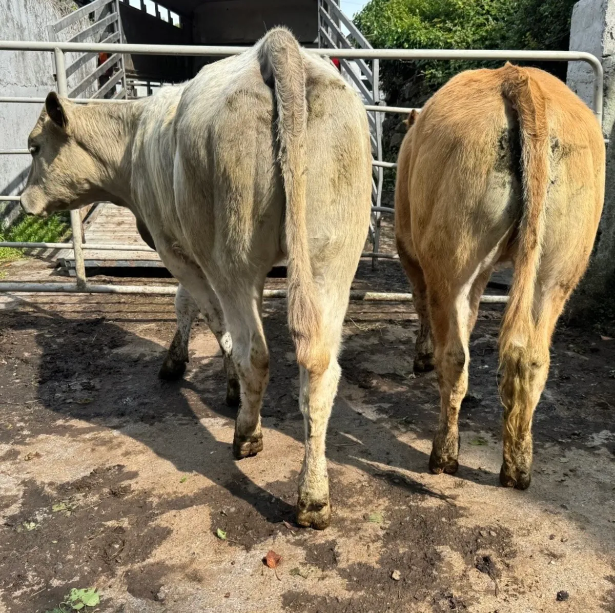 ⭐️2 Super Charlois Heifers⭐️ - Image 2
