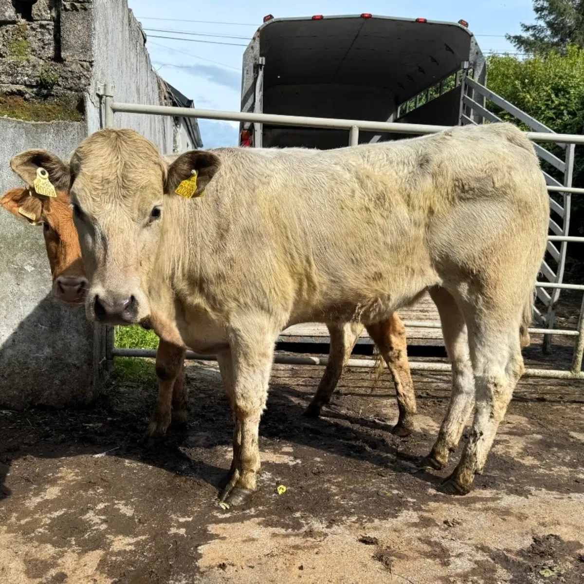 ⭐️2 Super Charlois Heifers⭐️ - Image 3