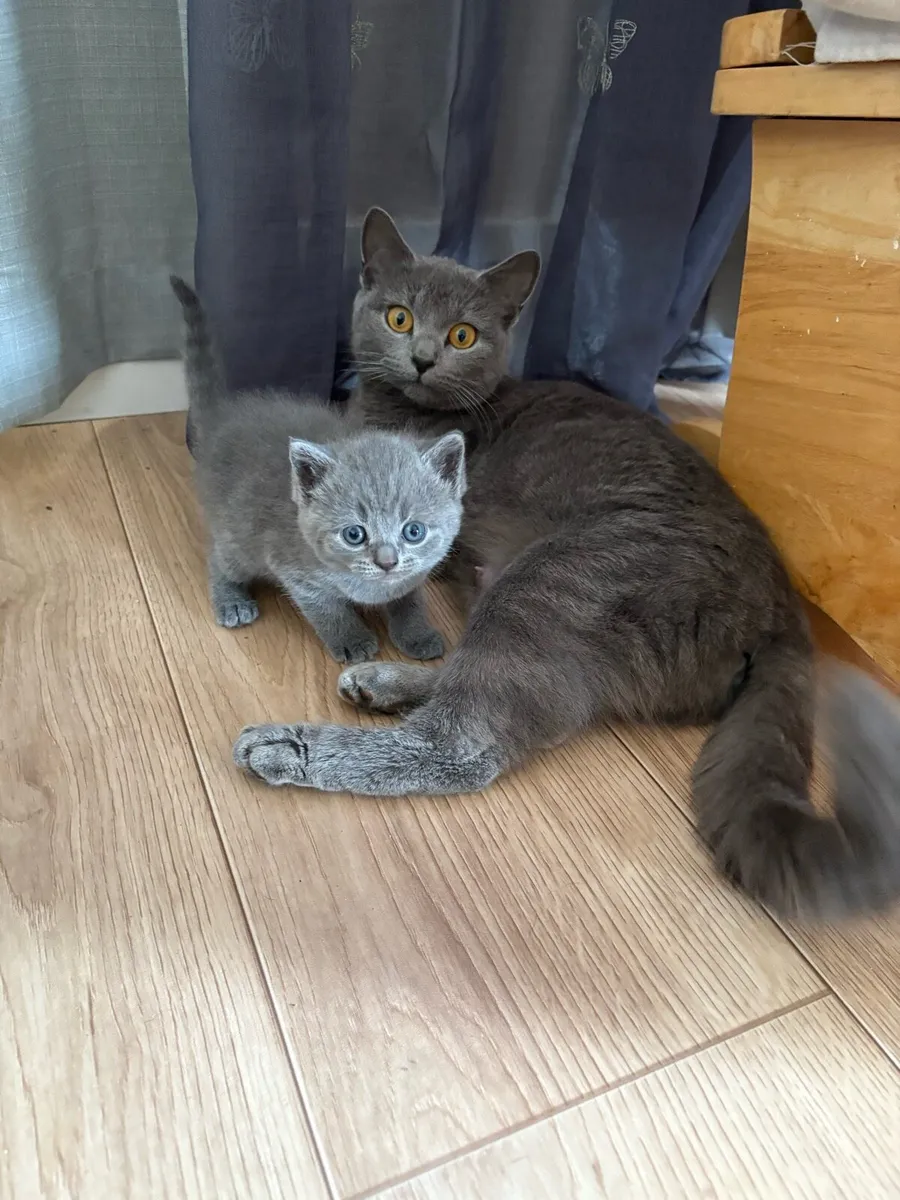 British short hair gray kitten - Image 1