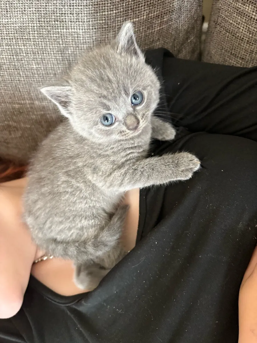 British short hair gray kitten - Image 2