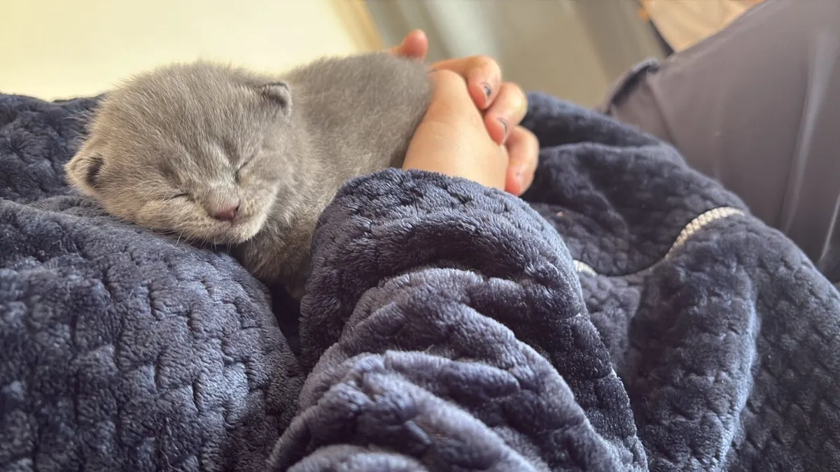 British short hair gray kitten - Image 3