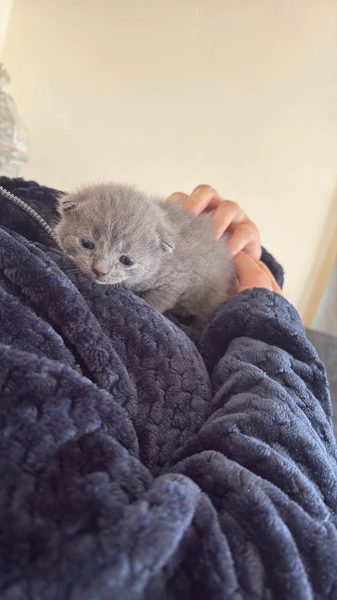 British short hair gray kitten - Image 4