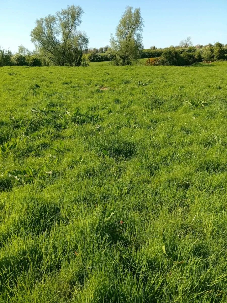 Dairy