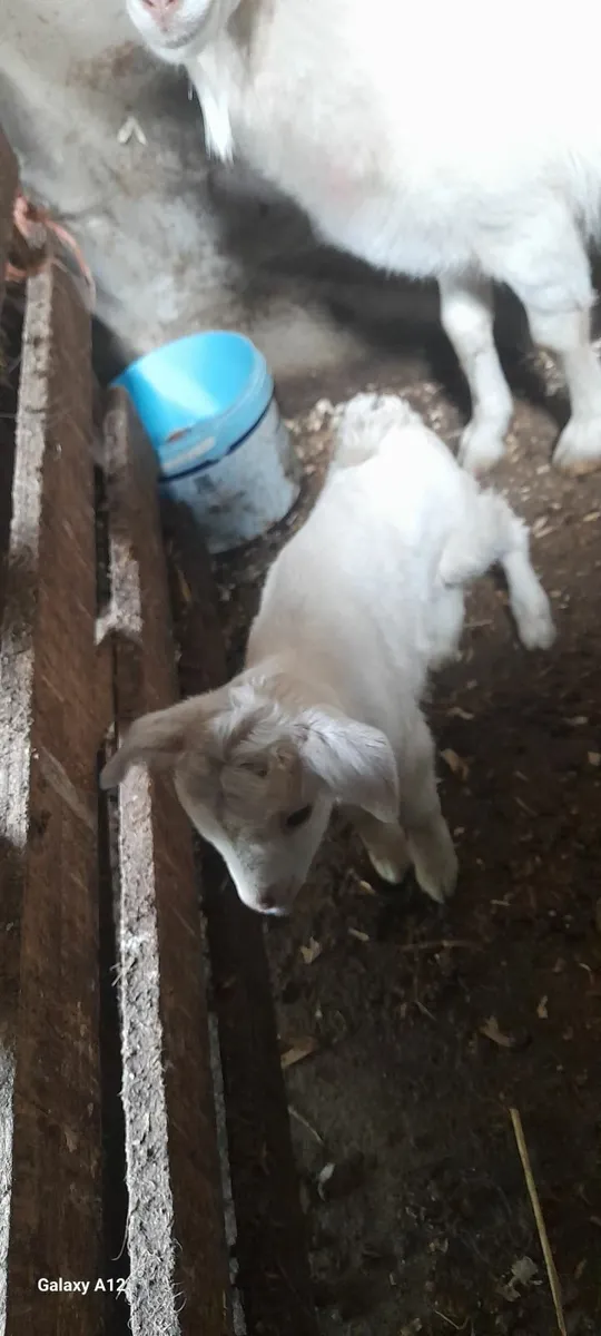Nanny goat - Image 1