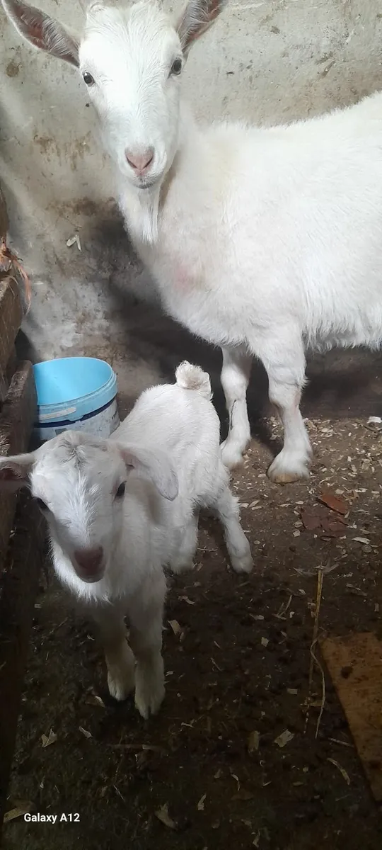 Nanny goat - Image 2