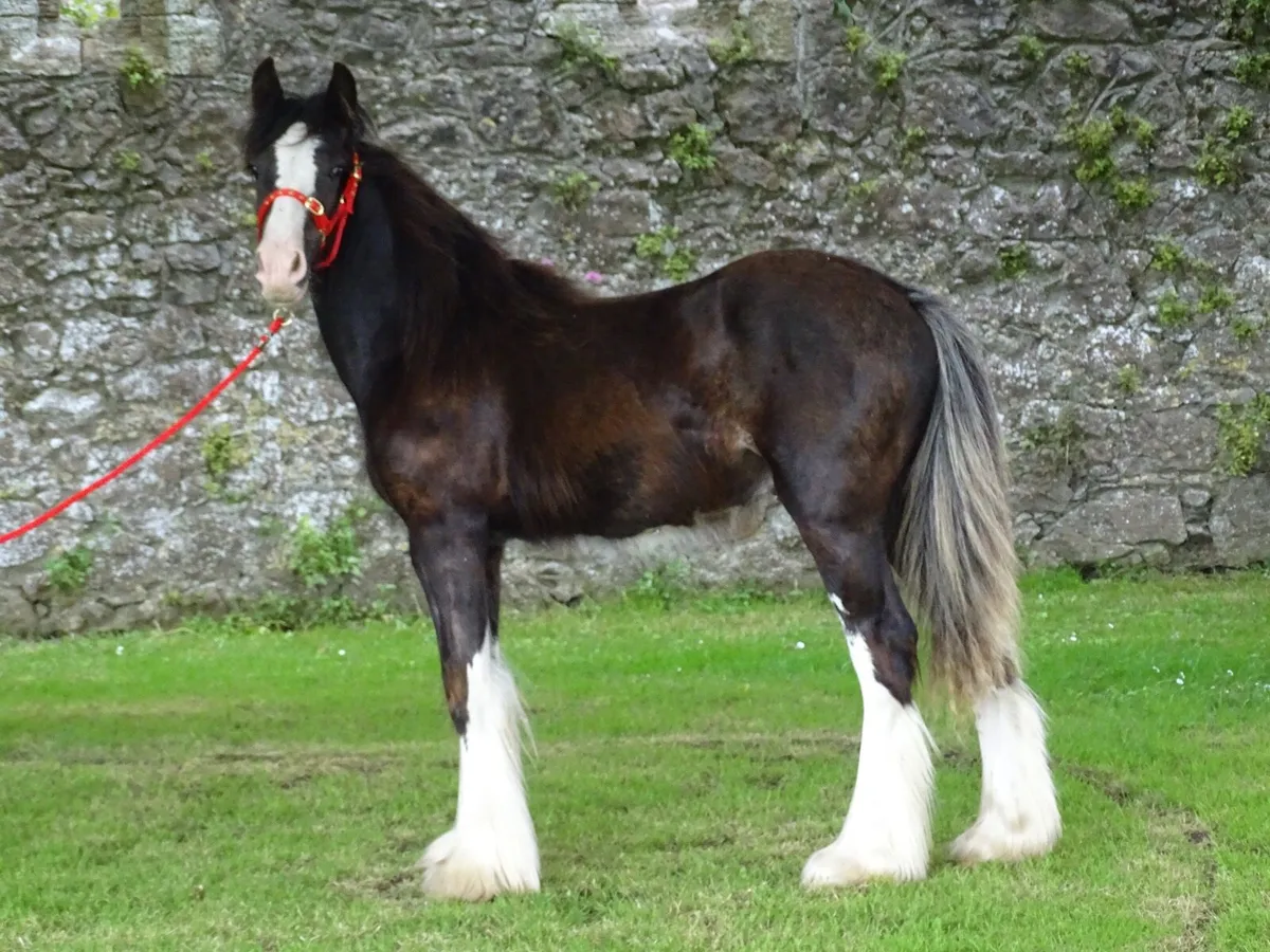Top class Kerry man colt - Image 1