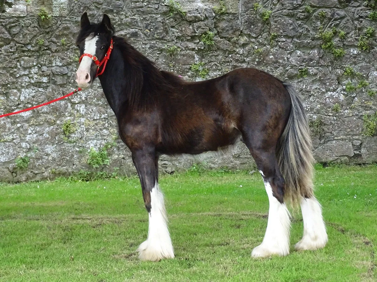 Top class Kerry man colt - Image 2