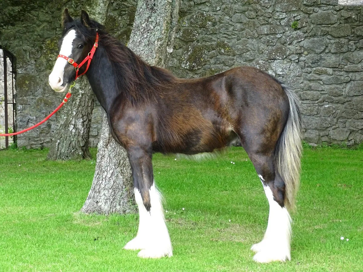 Top class Kerry man colt - Image 3