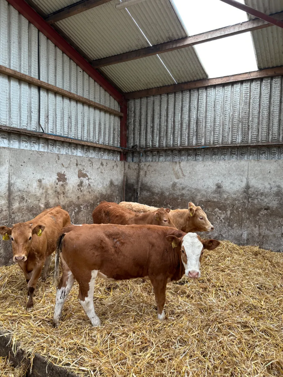 Heifers - Image 2