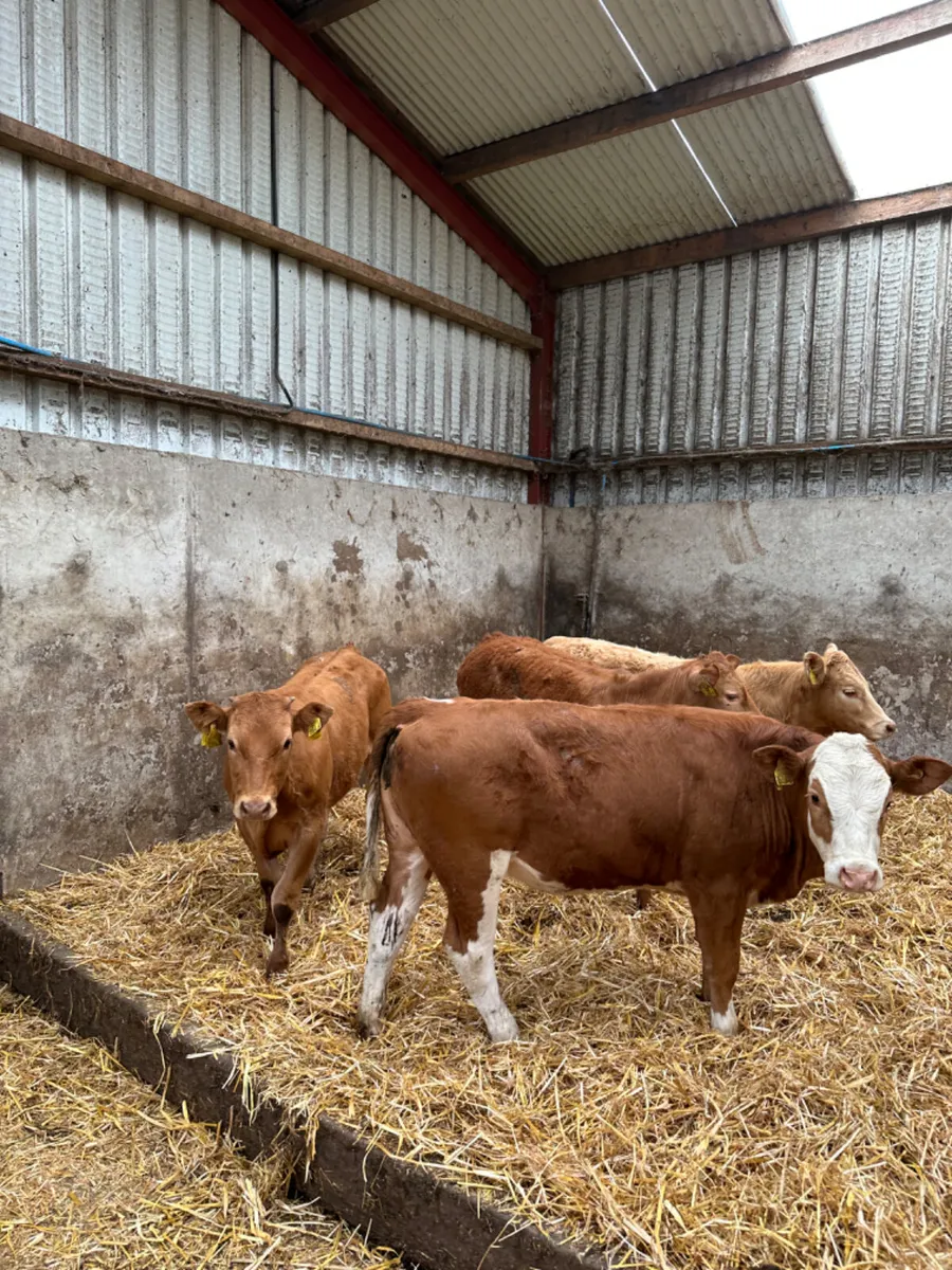 Heifers - Image 3