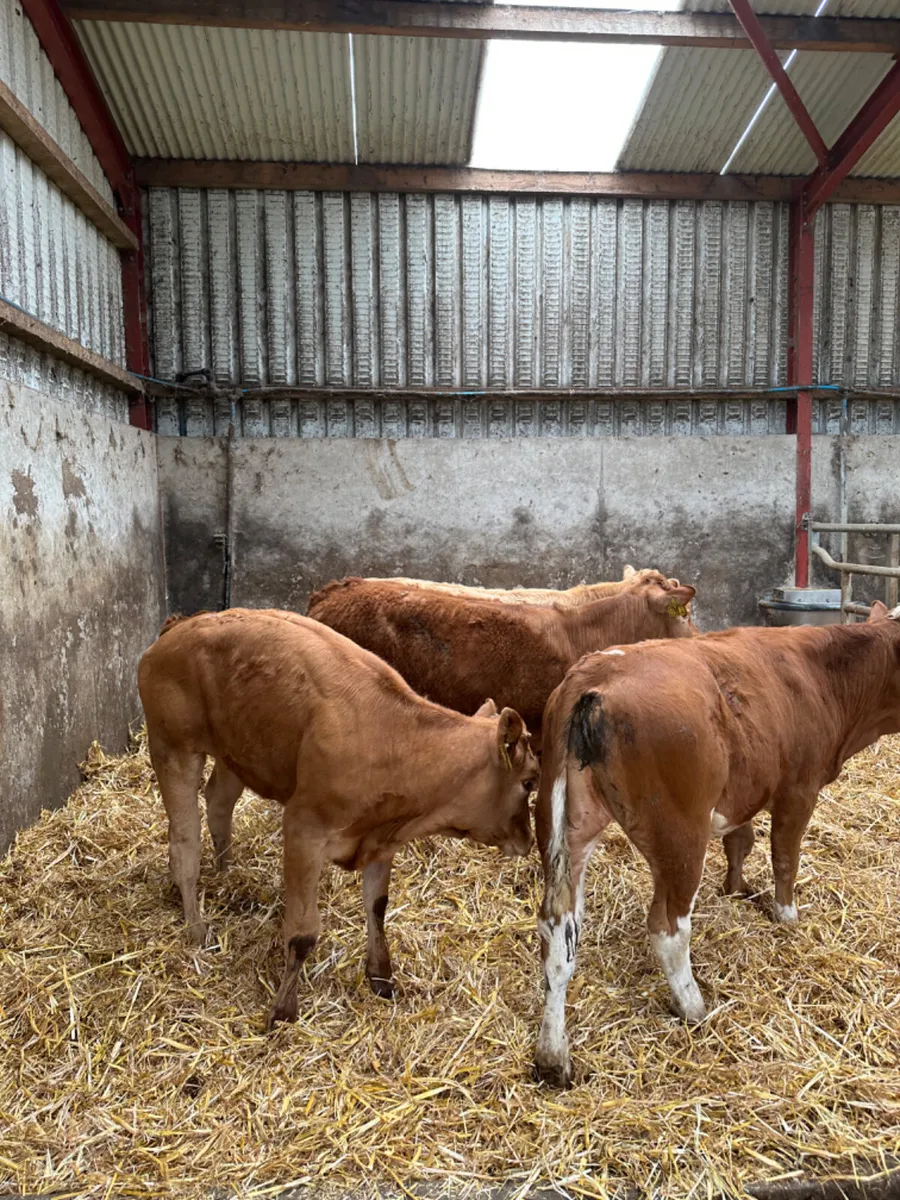 Heifers - Image 4