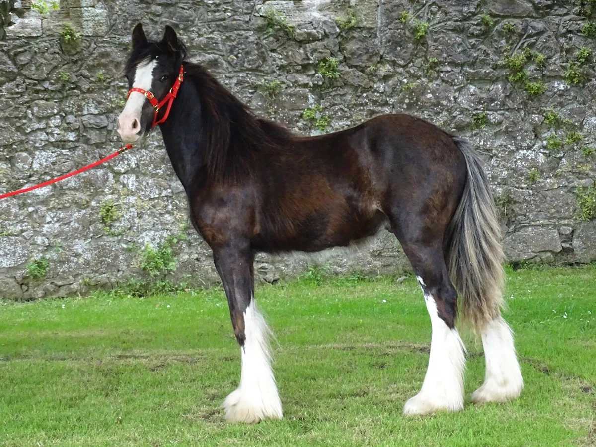 Top class Kerry man colt - Image 4