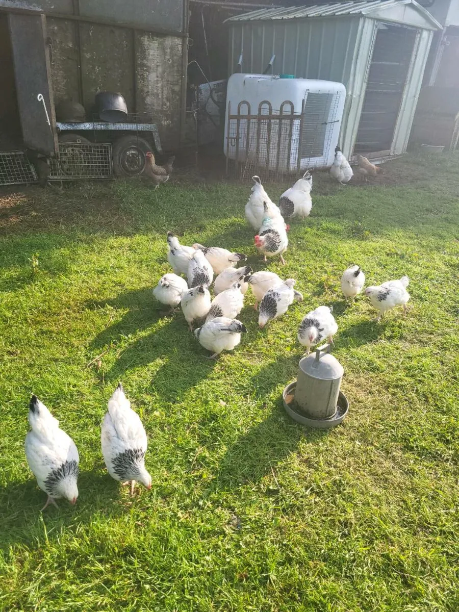 Poultry - Image 1