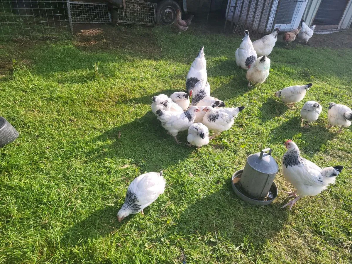 Poultry - Image 2
